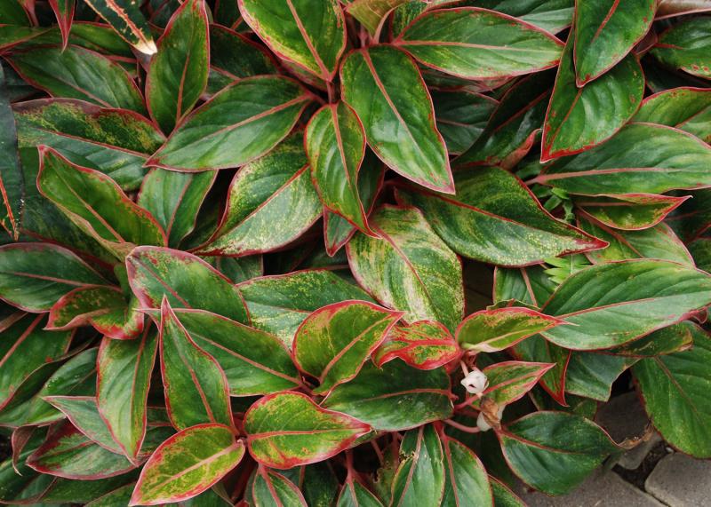 Aglaonema 'Siam Red' (Red Chinese Evergreen) is a popular low-light plant that can brighten up any space with its beautiful foliage. SUBMITTED PHOTO